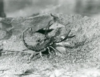 Ein Skorpion im Londoner Zoo im Jahr 1929