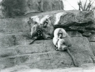 Eine kleine Gruppe von drei erwachsenen und einem Baby heiligen Pavianen, unter den Felsen des 