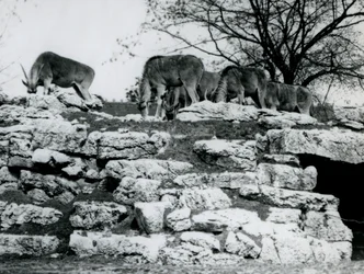 Eine kleine Herde von Gemeinen Elenantilopen, die zwischen den Felsen im Elenantilopen-Gehege im Londoner Zoo im Juni 1925 grasen