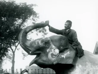 Ein Trainer, sitzend auf dem Hals eines geschmückten Indischen Elefanten, während er nach vorne greift, um das Ende seines aufgerichteten Rüssels zu halten, Londoner Zoo, 1927