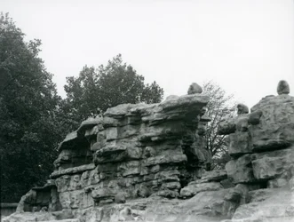 Eine Truppe heiliger Paviane auf den Felsen des 