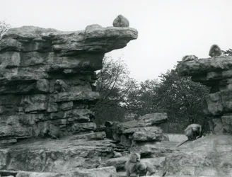 Eine Truppe heiliger Paviane unter den Felsen auf dem 