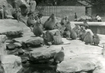 Eine Truppe heiliger Paviane, darunter einer, der aus einem Teich trinkt, unter den Felsen des 
