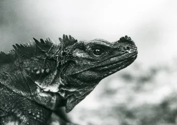 Ein gefährdeter Segelflossenleguan im Londoner Zoo 1928