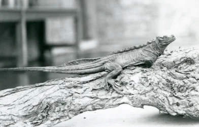 Ein gefährdeter Segelflossenleguan ruht auf einem Baumstamm im Londoner Zoo 1928
