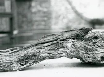 Ein gefährdeter Segelflossenleguan ruht auf einem Baumstamm im Londoner Zoo 1928