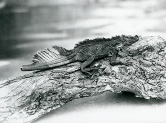Eine gefährdete Segelechse mit beschädigtem Schwanz, die 1929 im Londoner Zoo auf einem Baumstamm ruht