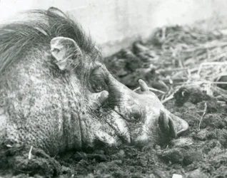 Ein Warzenschwein im Schlamm im Londoner Zoo, 1927