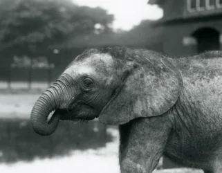 Ein junger afrikanischer Elefant mit dem Ende seines Rüssels im Mund, Londoner Zoo, August 1925