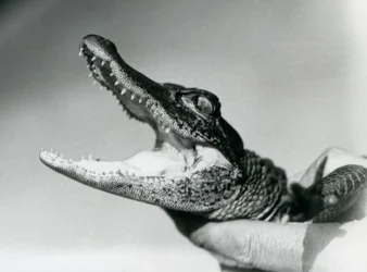 Ein junger Alligator, der um den Hals seines Pflegers gehalten wird, London Zoo, August 1928 (s/w Foto)