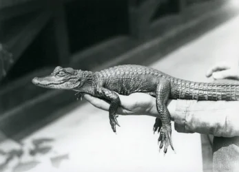 Ein junger Alligator in der Hand seines Pflegers, London Zoo