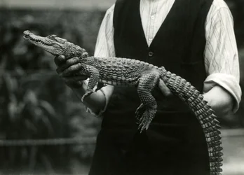 Ein junger amerikanischer Alligator, gehalten von seinem Wärter, Londoner Zoo, 1924