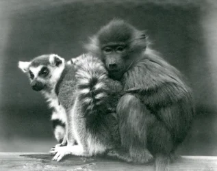 Ein junger Pavian kuschelt sich an einen Katta auf einem Balken, London Zoo, 1925