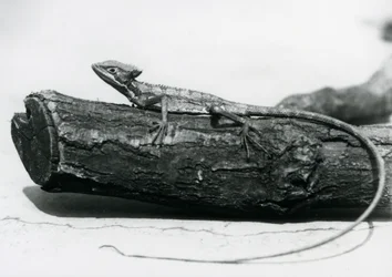 Ein junger Basilisk auf einem Baumstamm im Londoner Zoo im August 1928
