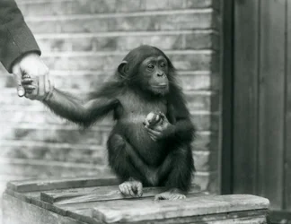 Ein junger Schimpanse hält die Hand eines Wärters, während er auf einer Holzkiste sitzt, Londoner Zoo, Juni 1926