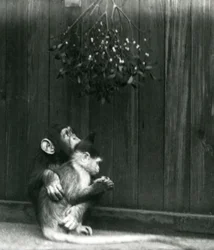 Ein junger Schimpanse legt seinen Arm um einen Mangabe unter Mistelzweigen, London Zoo, Dezember 1924