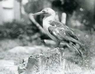 Ein junger Basstölpel steht 1929 auf einem Baumstumpf im Londoner Zoo