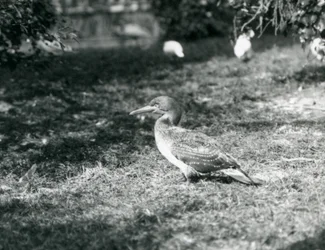 Ein junger Basstölpel steht auf Gras im Londoner Zoo, September 1927