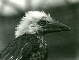 Ein junger Hornvogel im Londoner Zoo, 1924