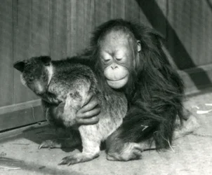 Ein junger Orang-Utan umarmt ein Baumkänguru im Londoner Zoo im Jahr 1927
