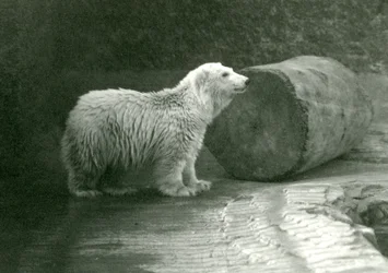 Ein junger Eisbär im London Zoo, November 1924