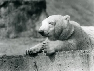 Ein junger Eisbär ruht auf einem Betonsims im Londoner Zoo, 1927