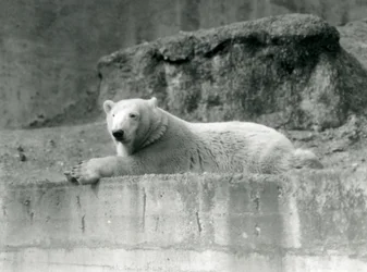 Ein junger Eisbär, ruhend auf einem felsigen Vorsprung in seinem Gehege im Londoner Zoo im Jahr 1927