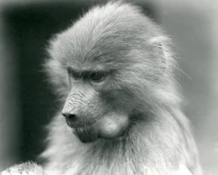 Ein junger heiliger Pavian mit vollen Backentaschen, London Zoo, 1925