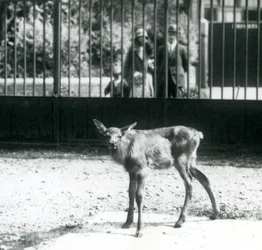 Ein junger Wapiti/Elch steht in seinem Gehege, Besucher schauen durch Gitterstäbe zu, Londoner Zoo, August 1927 (s/w Foto)