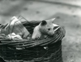 Ein junger Albino-Opossum schaut aus einem Korb im Londoner Zoo, Oktober 1920