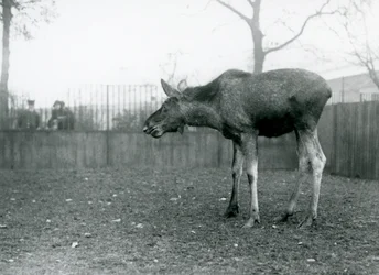 Ein junger Wapiti- oder Elchbulle mit Wunden von einem kürzlich abgeworfenen Geweih steht in seinem Gehege im Londoner Zoo