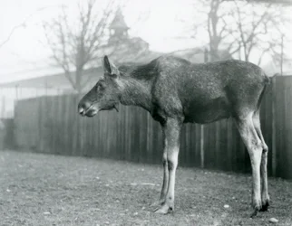 Ein junger Elchbulle mit Wunden von kürzlich abgeworfenen Geweihen steht in seinem Gehege im Londoner Zoo