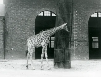 Eine junge weibliche Giraffe, die vor einem Baum im Gehege vor dem Giraffenhaus steht, Londoner Zoo