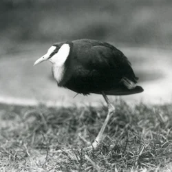 Ein Afrikanischer Jacana steht auf Gras im Londoner Zoo, August 1927