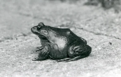 Ein Amerikanischer Ochsenfrosch, Londoner Zoo, 1925