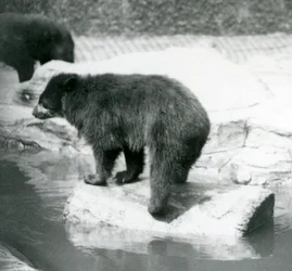 Ein Anden-Brillenbär balanciert auf einem Baumstamm in einem Wasserbecken, Londoner Zoo, Juni 1925
