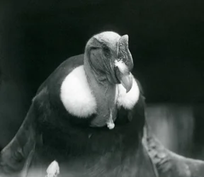 Ein Andenkondor im Londoner Zoo im Jahr 1926
