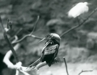 Ein Anhinga-Amerikanischer Schlangenhalsvogel sitzt auf einem Ast im Londoner Zoo im September 1927