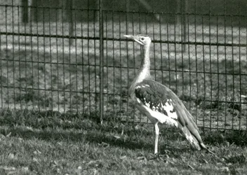 Eine Arabische Trappe in ihrem Gehege im Londoner Zoo, 1924