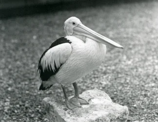 Ein australischer Pelikan, der 1929 im Londoner Zoo auf einem Stein steht