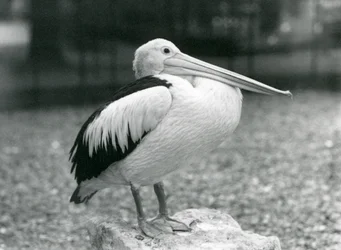 Ein australischer Pelikan, der 1929 im Londoner Zoo auf einem Stein steht