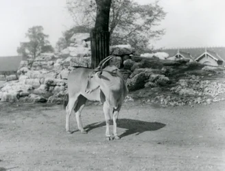 Ein Elenantilopen im Gehege im Londoner Zoo 1929