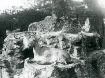 Ein Himalaya-Steinbock ruht auf einem Felsvorsprung im Londoner Zoo, August 1927