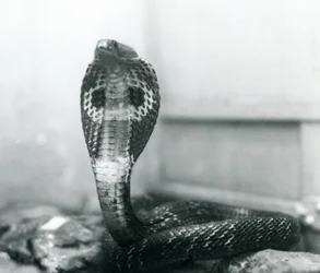 Eine indische Brillenschlange mit erhobenem Kopf und gespreizter Haube, London Zoo, Oktober 1925