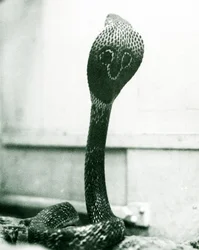 Eine indische Brillenschlange mit erhobenem Kopf und gespreizter Haube, Londoner Zoo, Oktober 1925