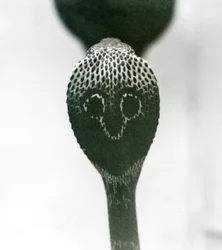 Eine indische Brillenschlange mit erhobenem Kopf und gespreizter Haube, Londoner Zoo, Oktober 1925