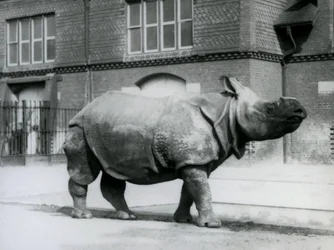 Ein Indisches Nashorn im Londoner Zoo, 1927