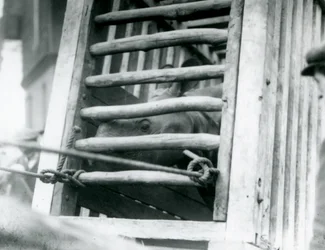 Ein indisches Nashorn schaut aus seiner Holzkiste bei der Ankunft im Londoner Zoo, 1924