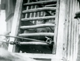 Ein Indisches Nashorn schaut aus seiner hölzernen Transportkiste bei der Ankunft im Londoner Zoo im Jahr 1924