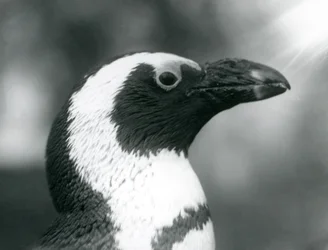 Ein erwachsener Schwarzfußpinguin im Londoner Zoo, September 1925